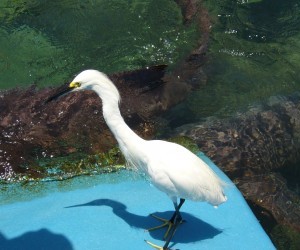 Acuario (Oceanario) en Islas del Rosario.  Fuente: Alicia Hinostroza Castillo